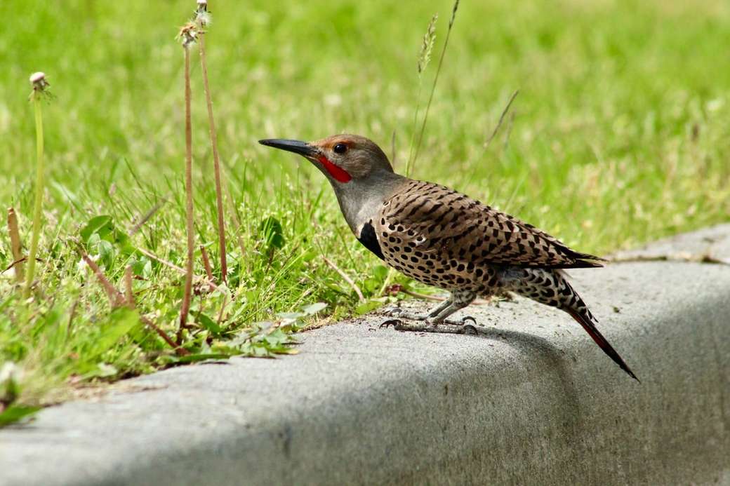 Red-shafted Northern Flicker eating ants jigsaw puzzle online
