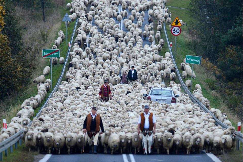 приносячи овець із залу пазл онлайн