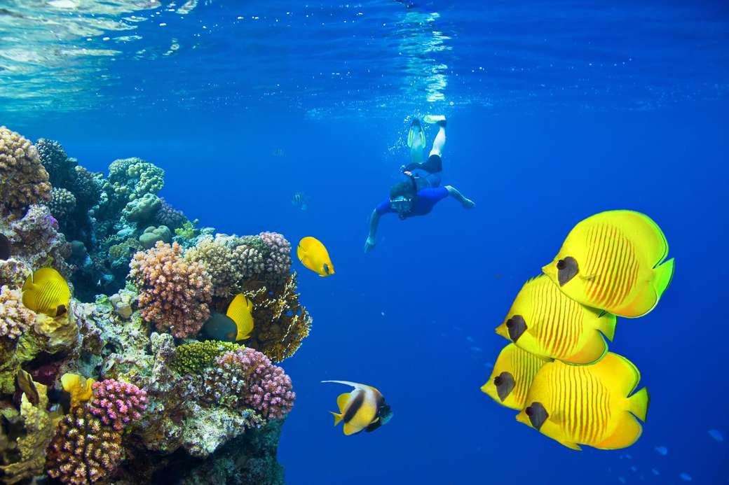 Египет - коралов риф онлайн пъзел