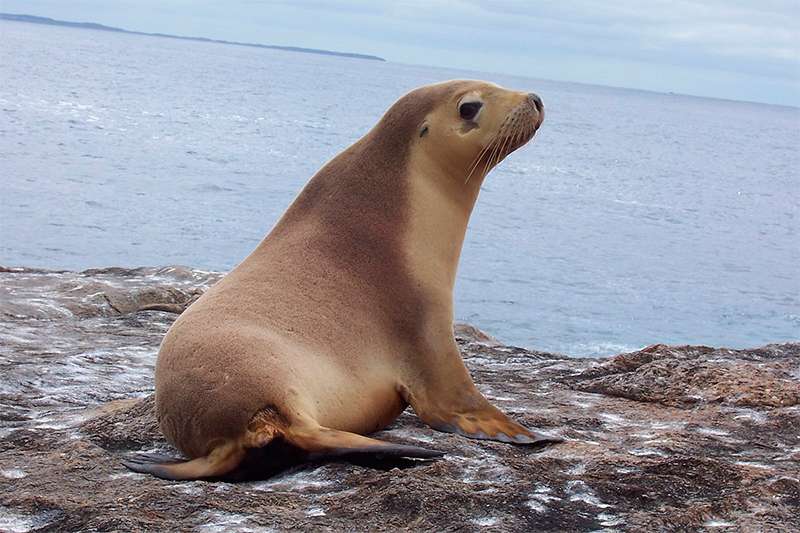 El león marino rompecabezas en línea