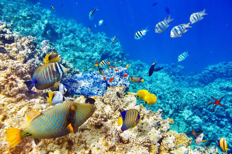 Recife de corais quebra-cabeças online