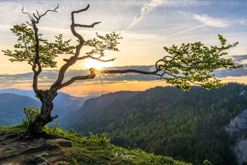 Baum auf dem Felsen, Sonnenaufgang Online-Puzzle