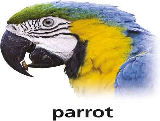 p är för papegoja pussel på nätet
