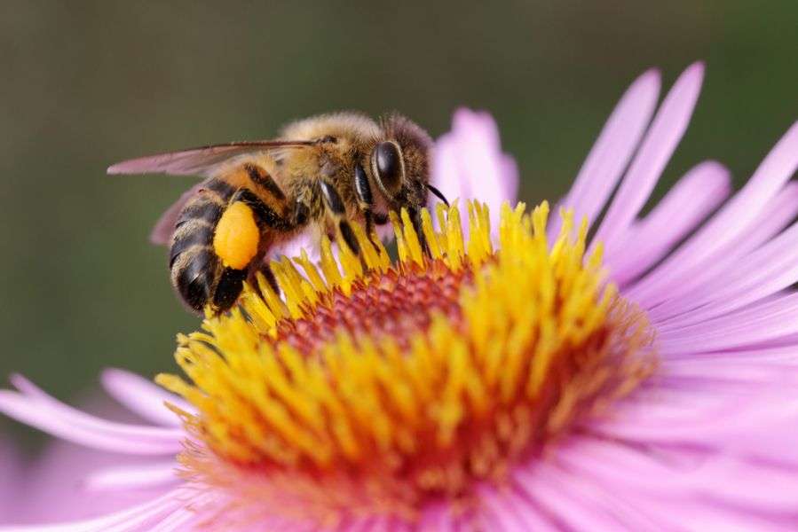 abeille puzzle en ligne