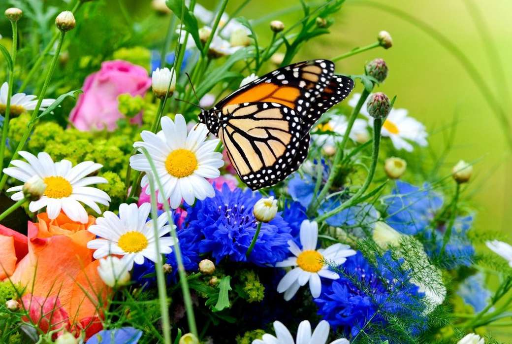 barevný motýl skládačky online