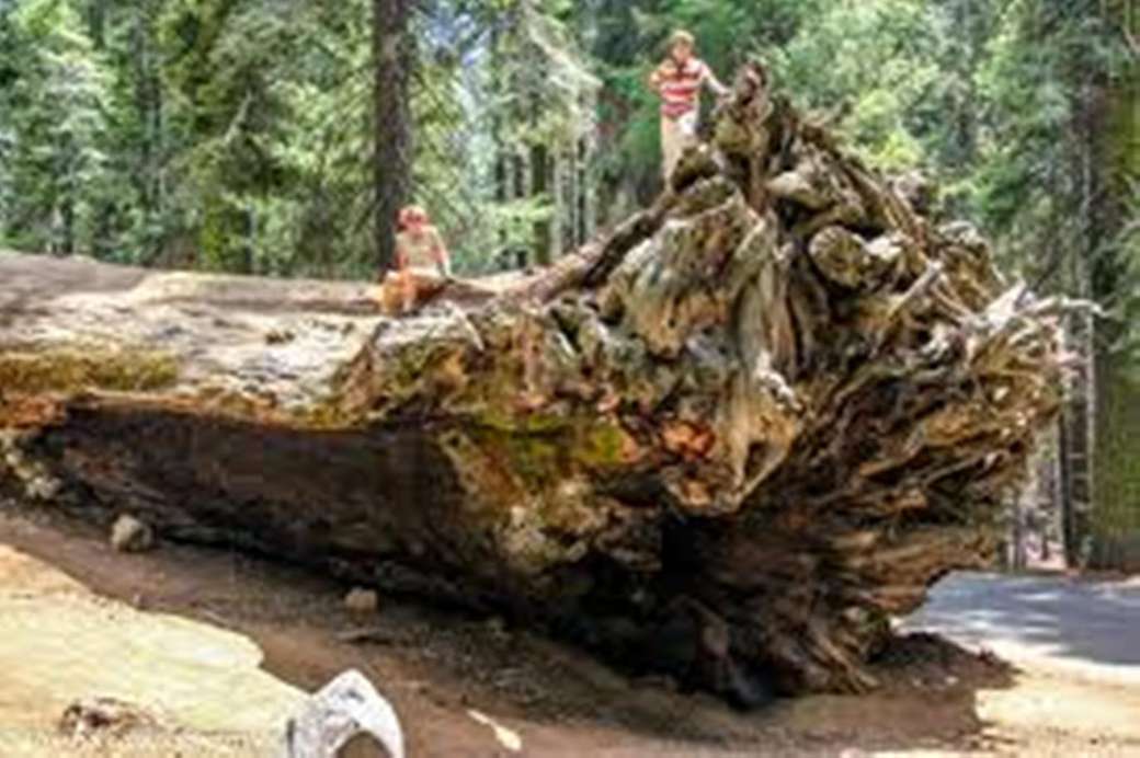 jätte sequoia Pussel online