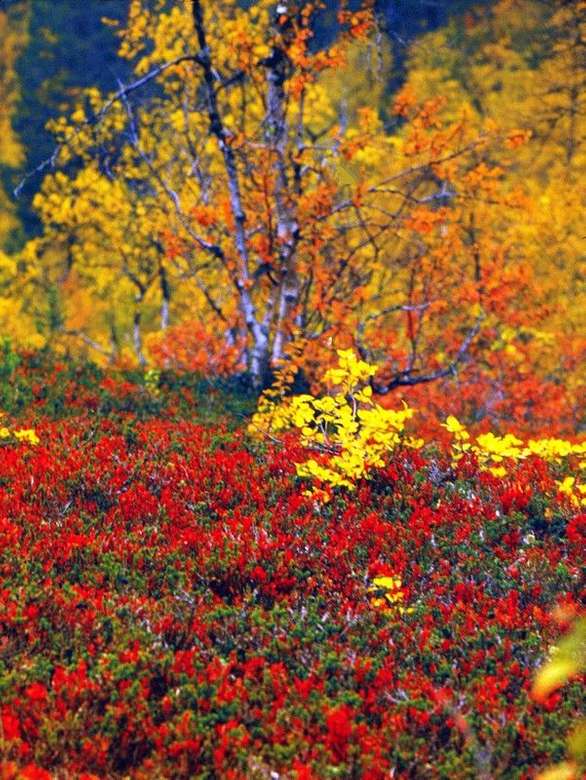Φθινοπωρινά χρώματα στη Φινλανδία online παζλ