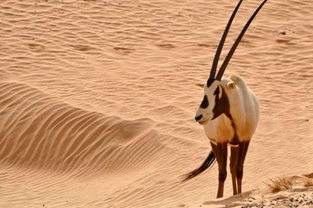 ζώο της ερήμου online παζλ