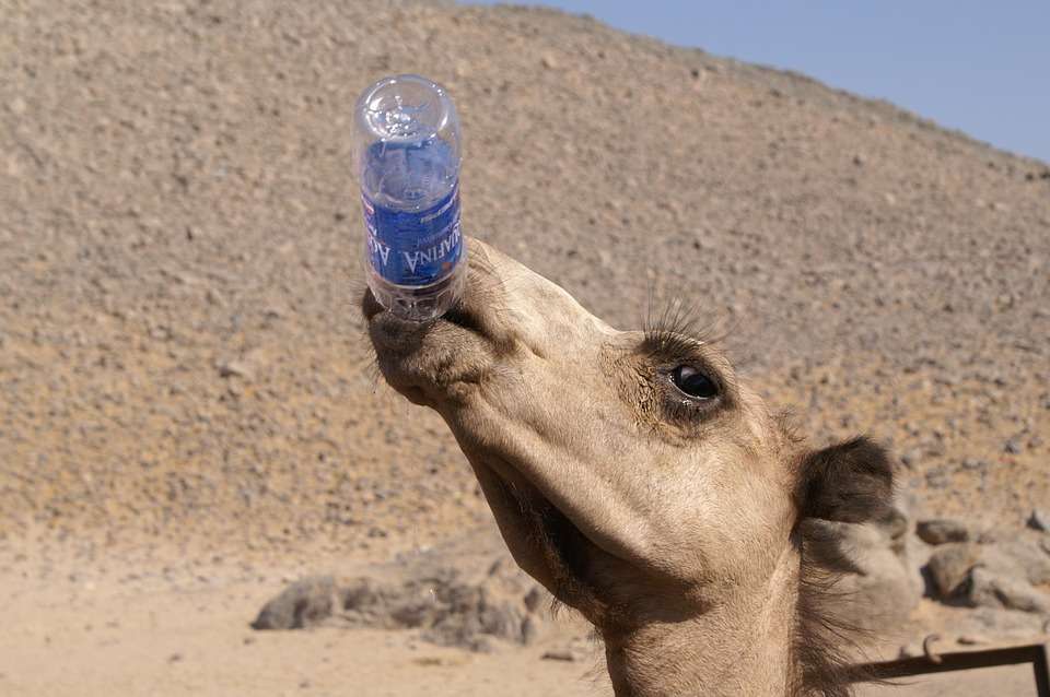 camello bebiendo agua rompecabezas en línea