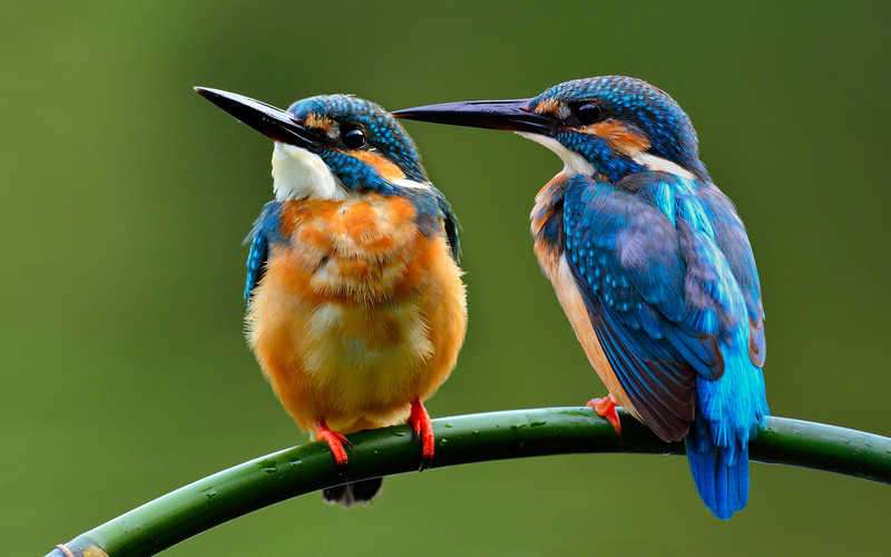 Kingfisher ptáci online puzzle