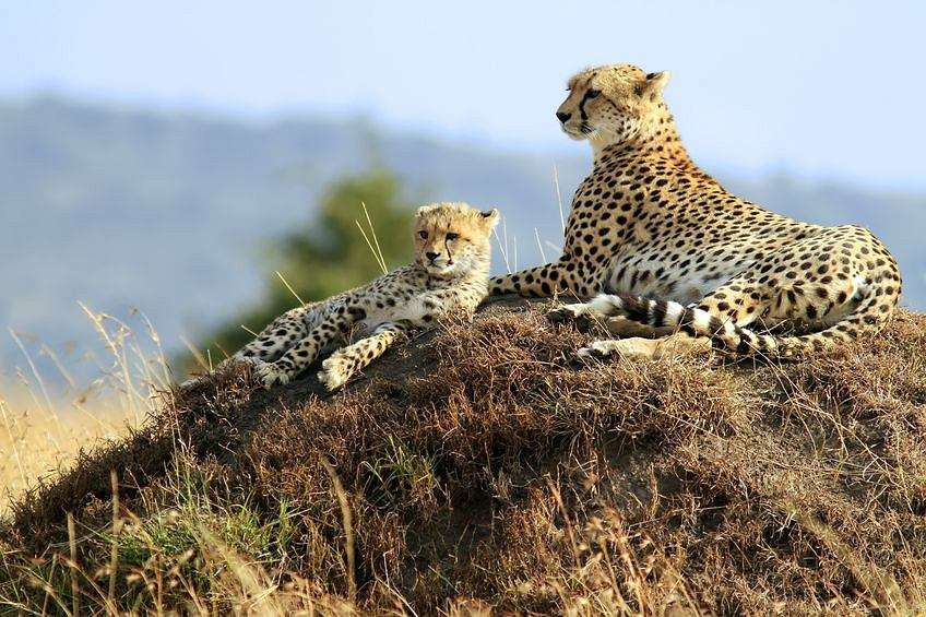 cheetahs - the fastest animals in the world online puzzle