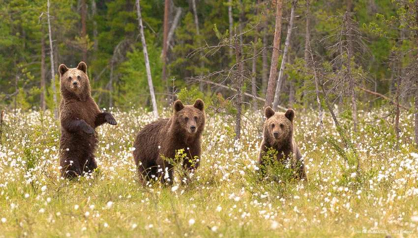 Família de ursos na Finlândia puzzle online