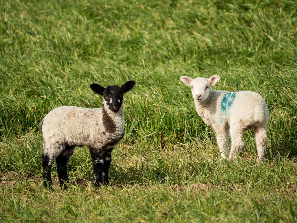 λευκά πρόβατα στο πράσινο γρασίδι πεδίο κατά τη διάρκεια της ημέρας παζλ online