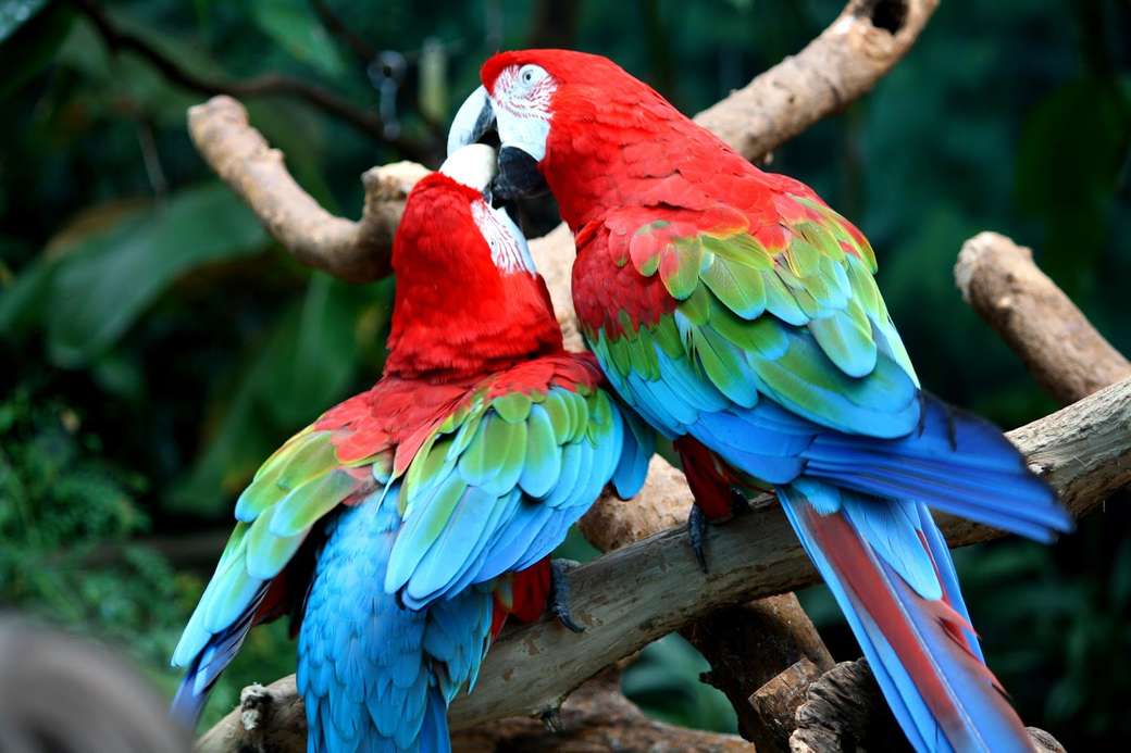szerelmes papagájok kirakós online