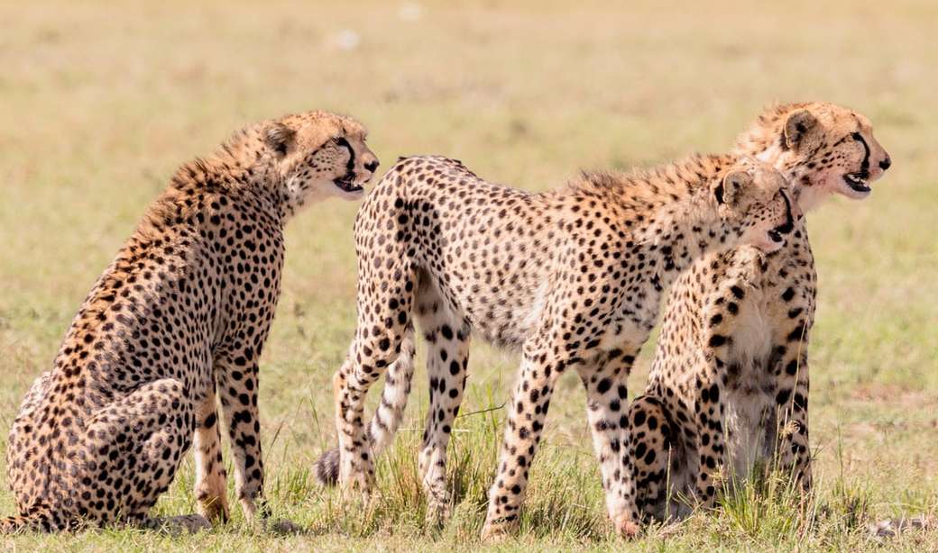 trei ghepardi maro-albi-negri puzzle online