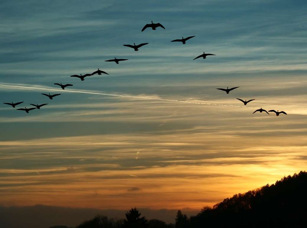 πουλιά που πετούν - ηλιοβασίλεμα online παζλ