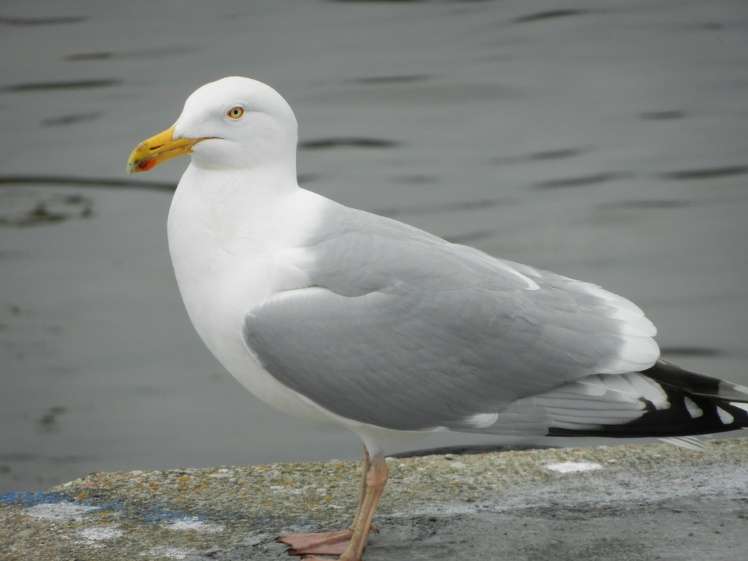 seagull.... jigsaw puzzle online