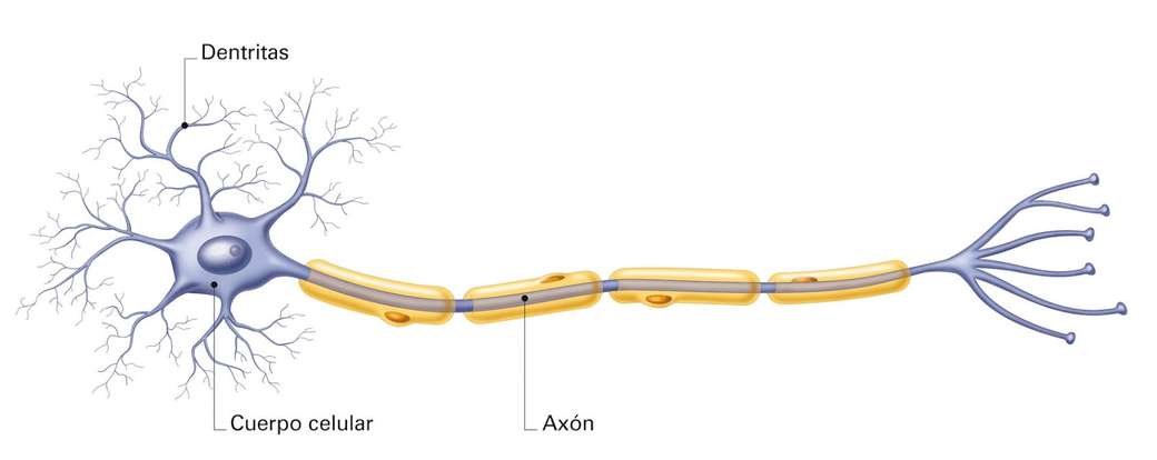 De onderdelen waaruit een neuron bestaat legpuzzel online
