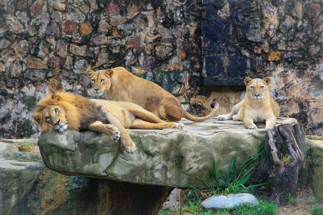 leone marrone e leonessa sulla roccia puzzle online