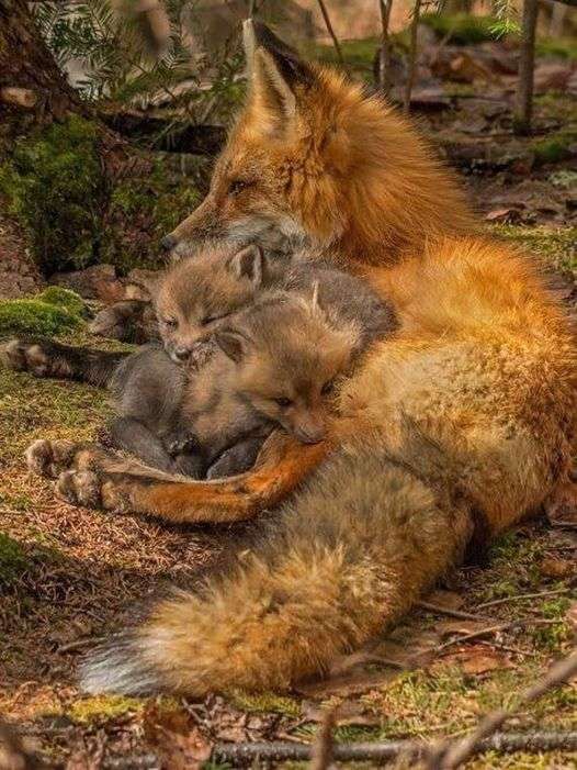 vulpi mici în brațele mamei puzzle online