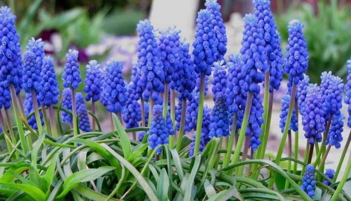 μπλε λουλούδια ....... παζλ online