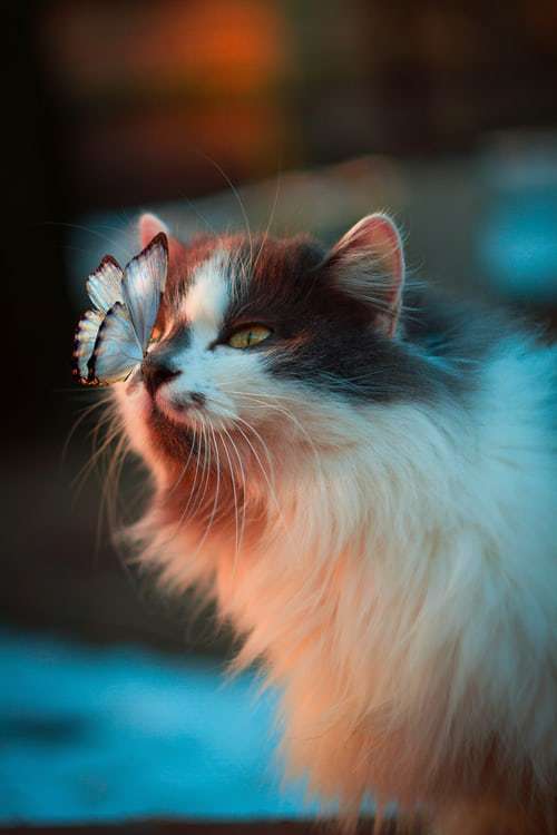 γατάκι με μια πεταλούδα online παζλ