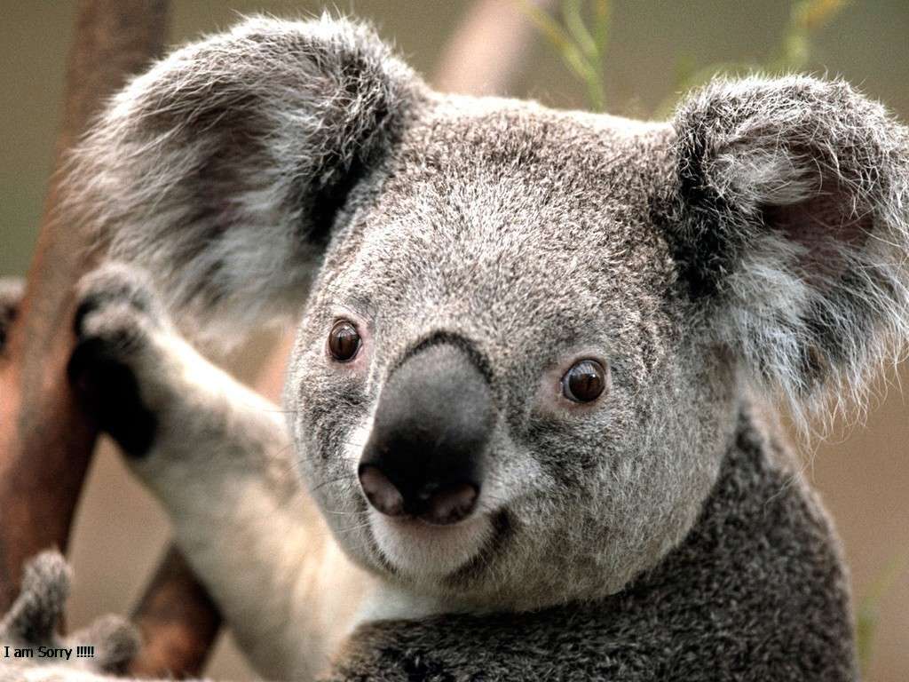coala na árvore puzzle online