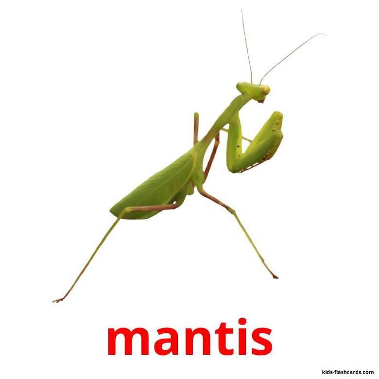 Ζώο Mantis online παζλ