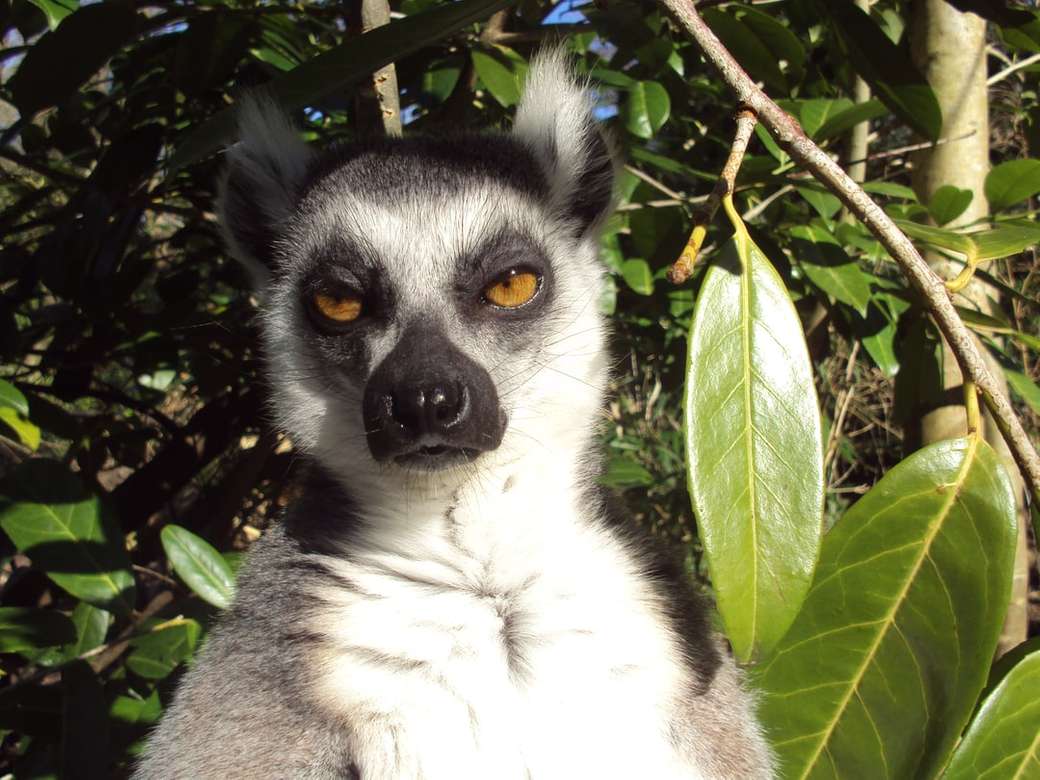 Lemur expressie legpuzzel online