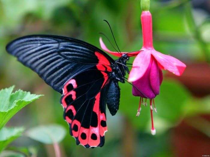 en fjäril på en blomma Pussel online