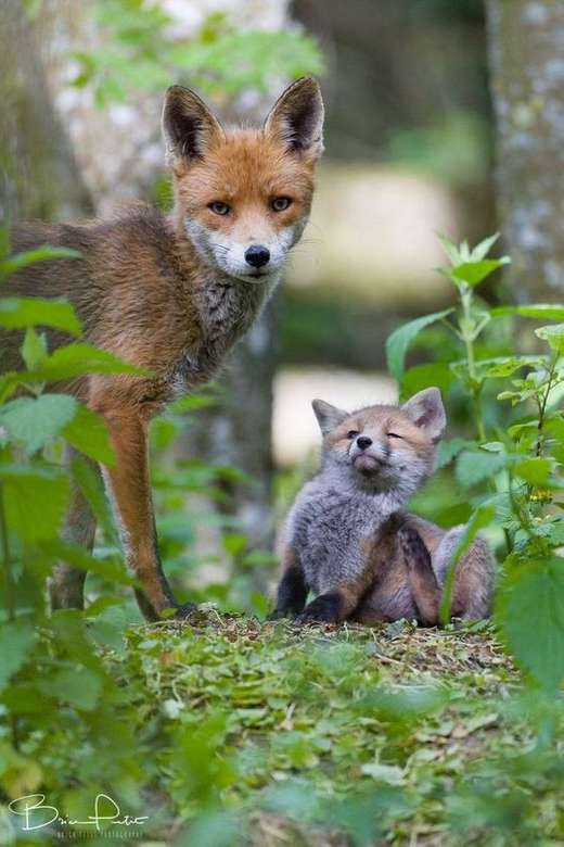 lišky - máma a dítě v lese skládačky online