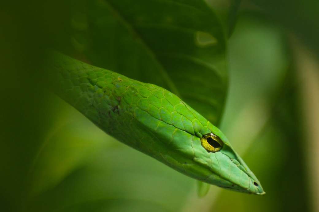 Зелена змія на листі рослини онлайн пазл