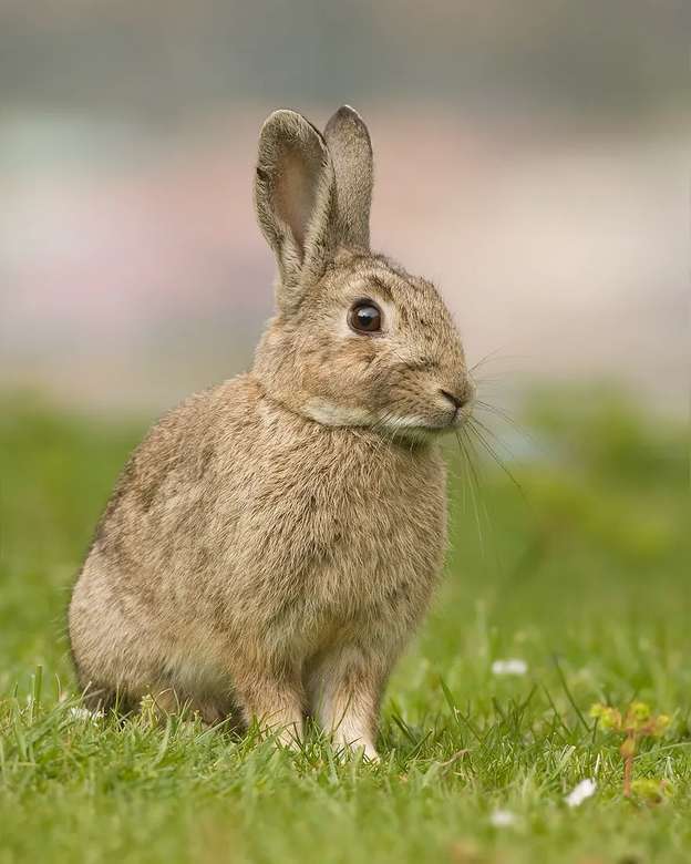 Hare i Islands landskap Pussel online