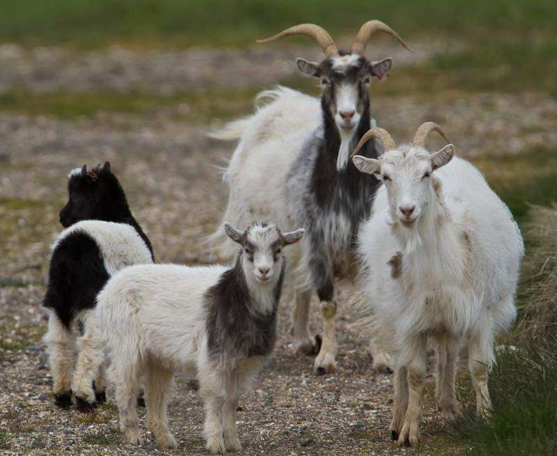 Espèces de chèvres en Islande puzzle en ligne