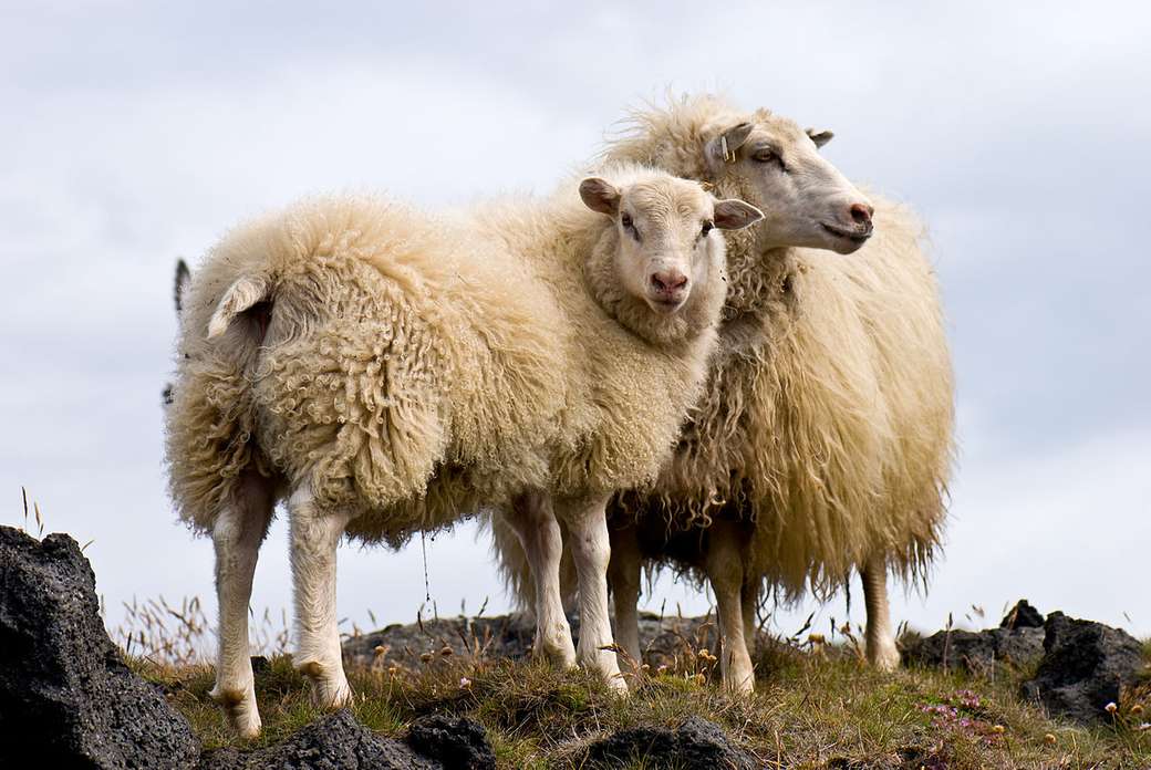 Schafe in der Landschaft von Island Online-Puzzle