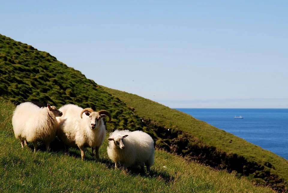 Schafe in der Landschaft von Island Puzzlespiel online
