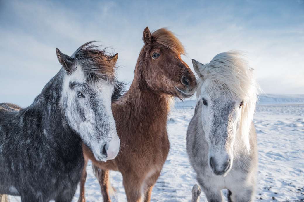 Cavalos selvagens na Islândia puzzle online
