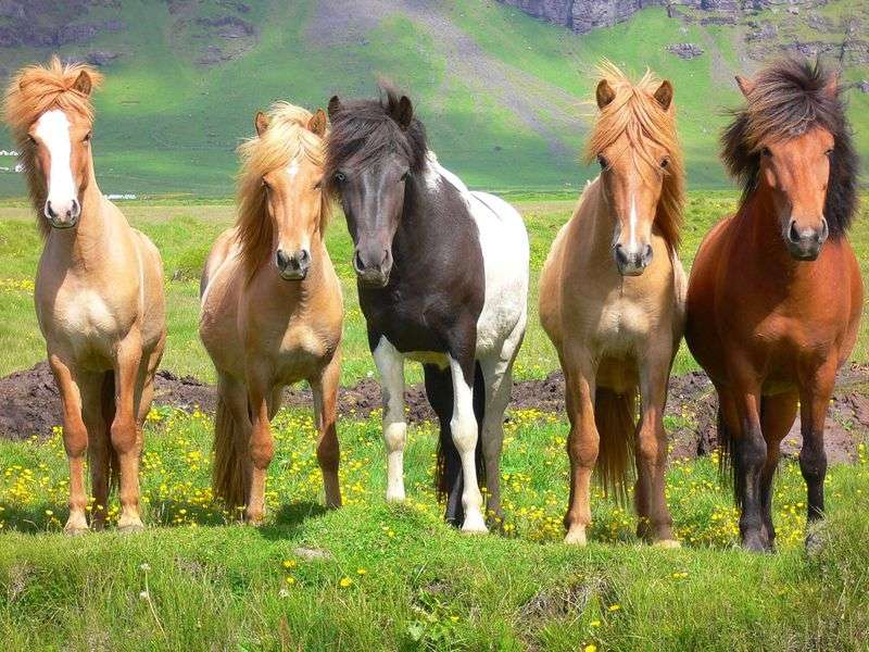 Дикі коні в Ісландії онлайн пазл