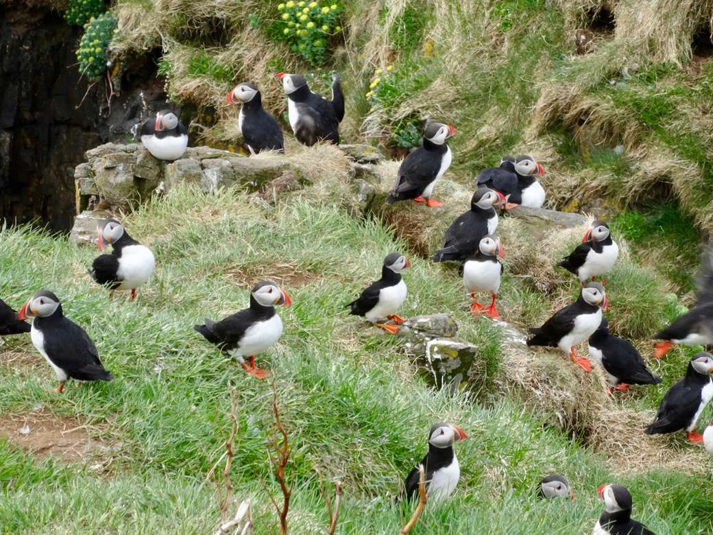 Papageientaucher an Island's Küste Online-Puzzle