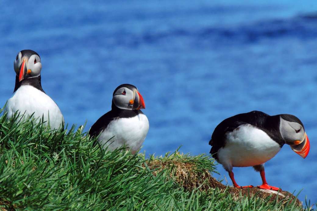 Papegaaiduikers aan de kust van IJsland legpuzzel online