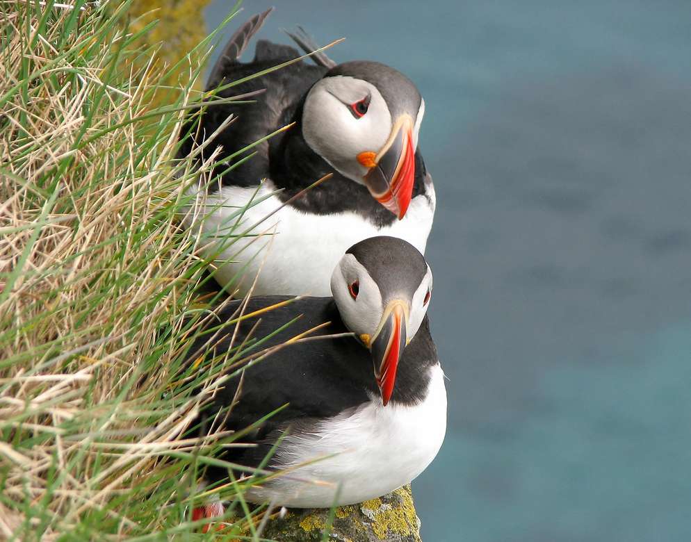 Lunnefåglar på Islands kust pussel på nätet