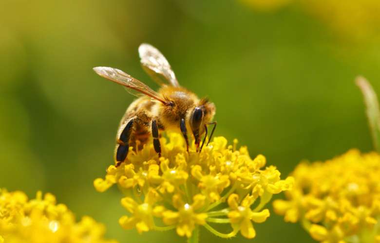 Пчела на цветке пазл онлайн