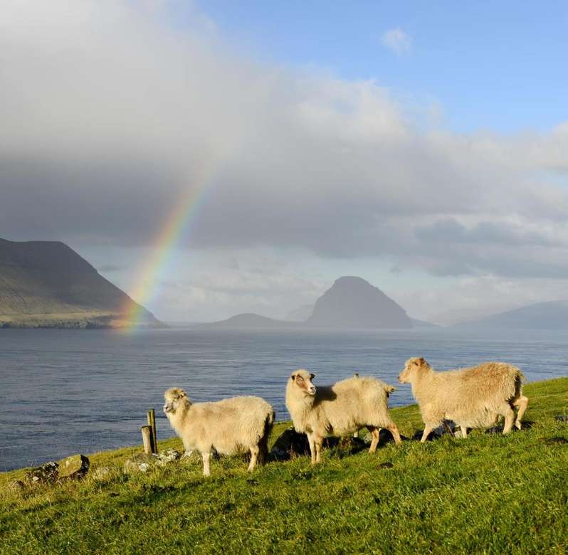 Får på Färöarna med regnbågen Pussel online