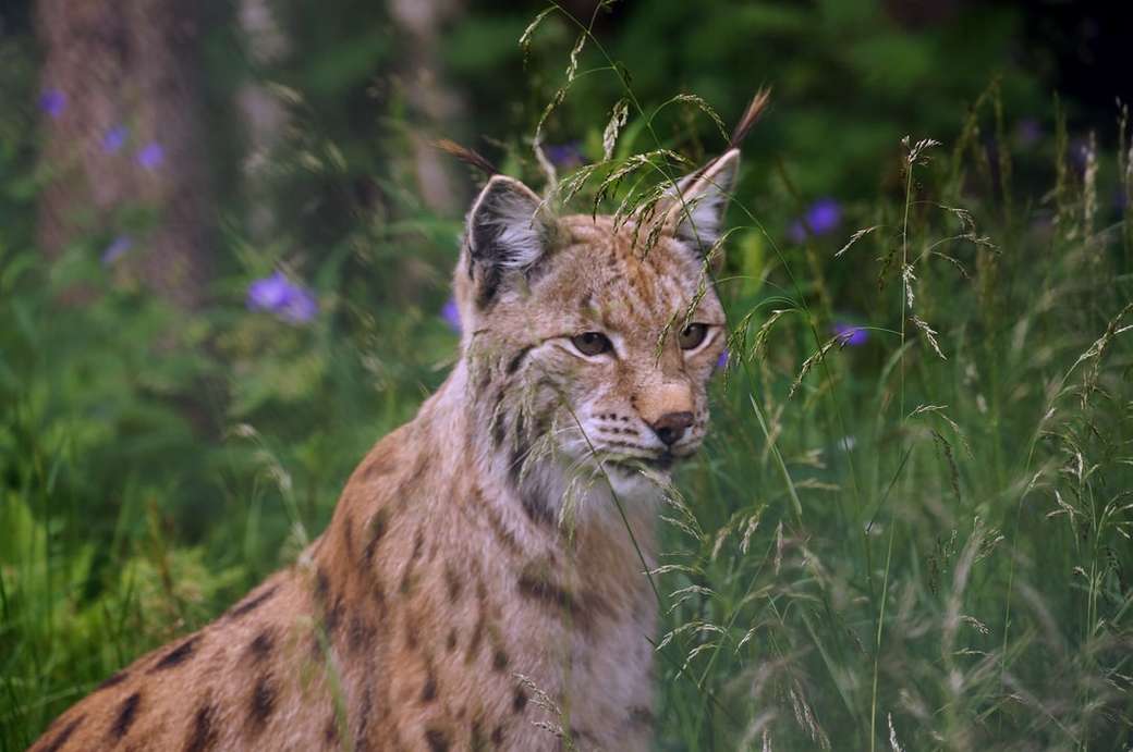 Euraziatische lynx legpuzzel online