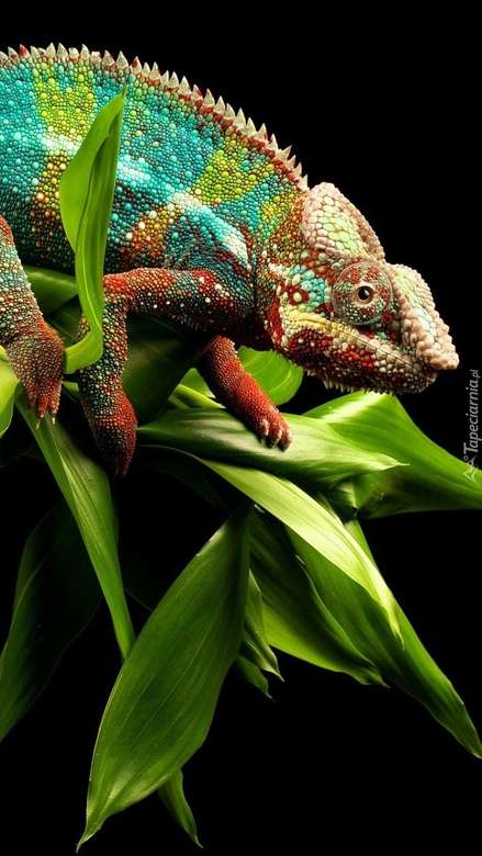 colorful chameleon online puzzle