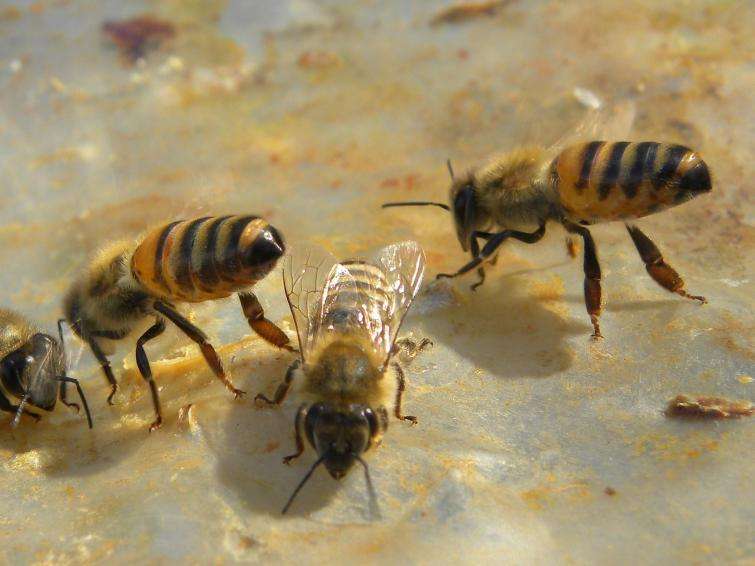 медоносные пчелы пазл онлайн