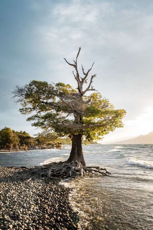 eenzame boom online puzzel