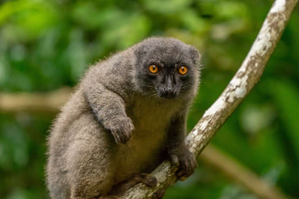 Lemur, Madagaskar Puzzlespiel online