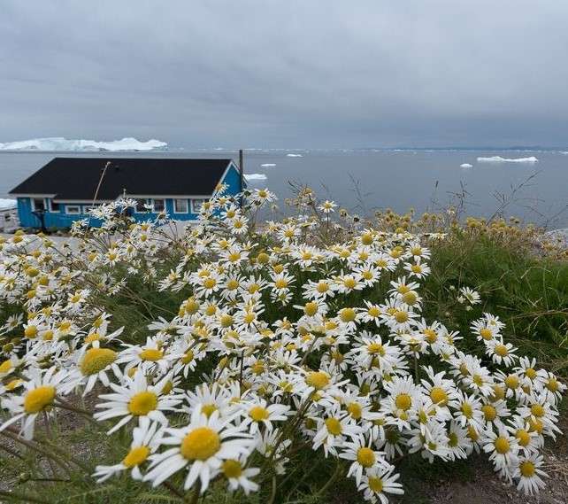Blauw huis met bloemen aan zee in Groenland legpuzzel online
