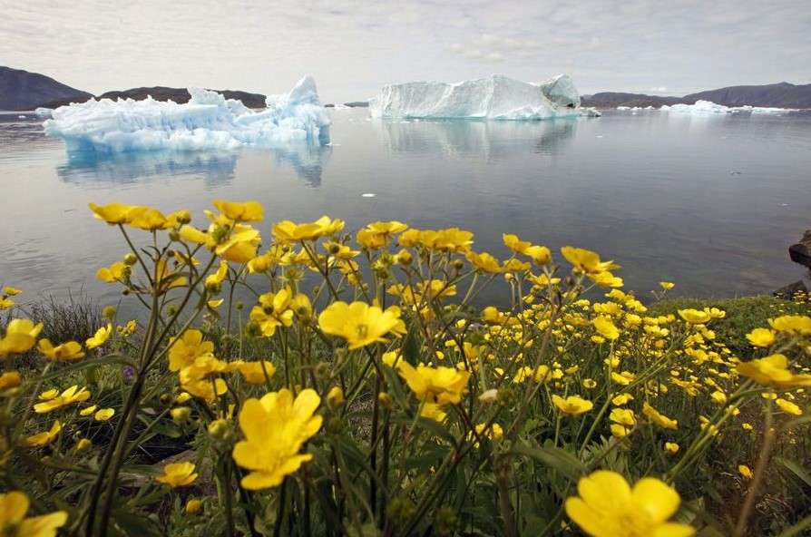 Σχηματισμοί πάγου μπροστά από τη Γροιλανδία και ανθισμένα λουλούδια online παζλ